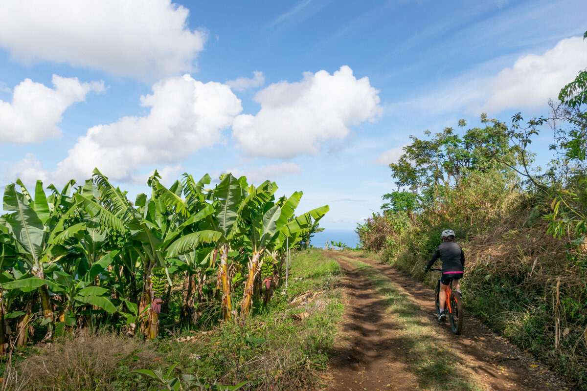 Chemin de VTT au bord de plantations de bananes à La Réunion