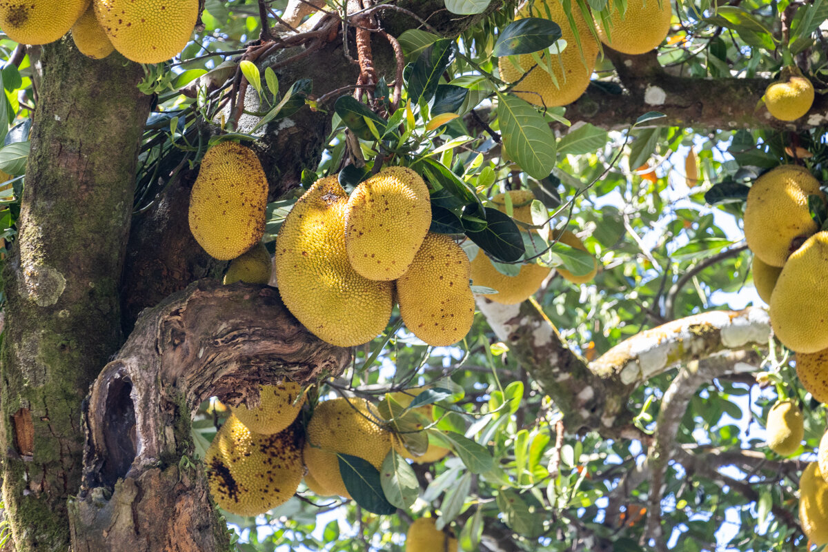 Durians dans un arbre à La Réunion