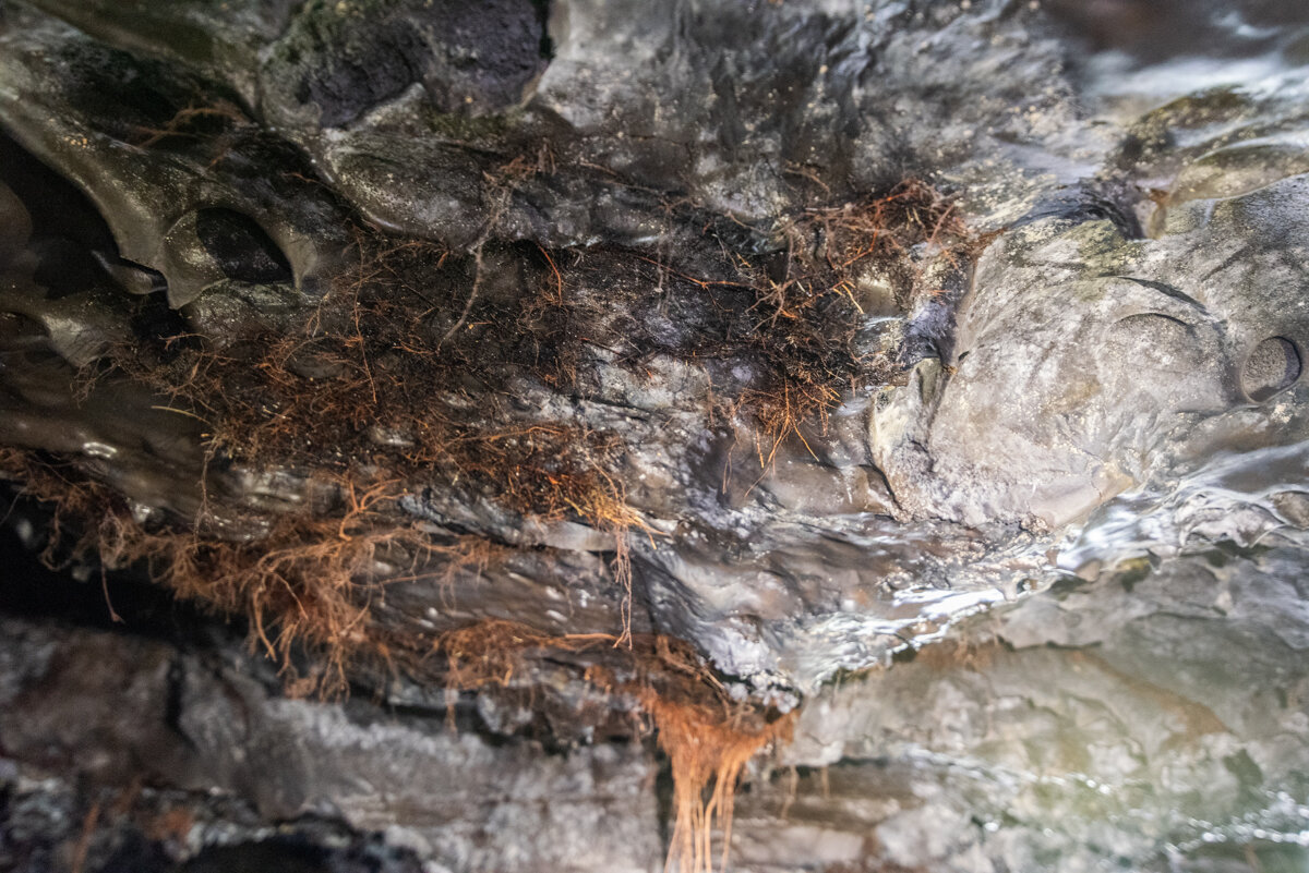 Végétation dans un tunnel de lave du Piton de la Fournaise